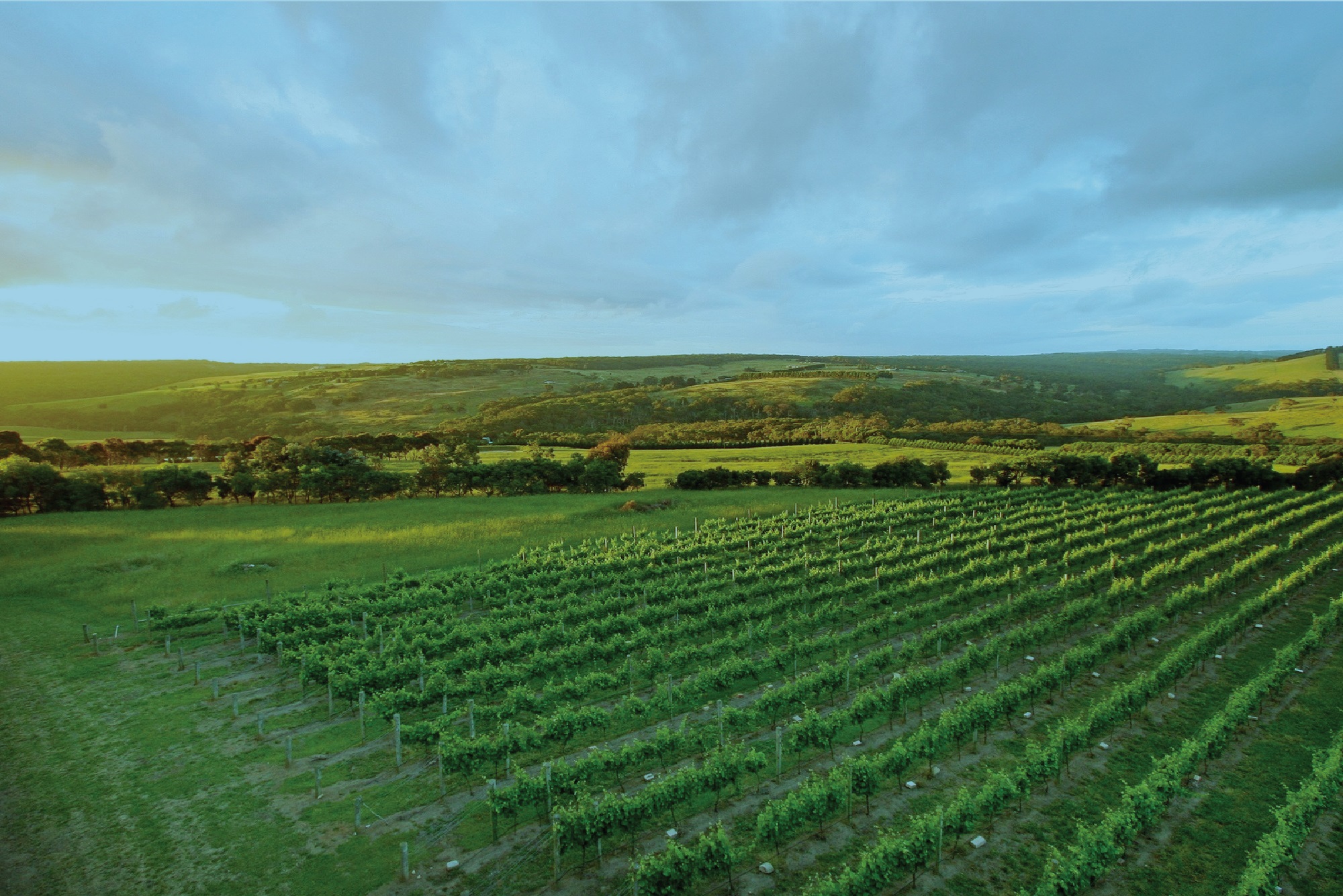 yarra_view_vineyard_view image